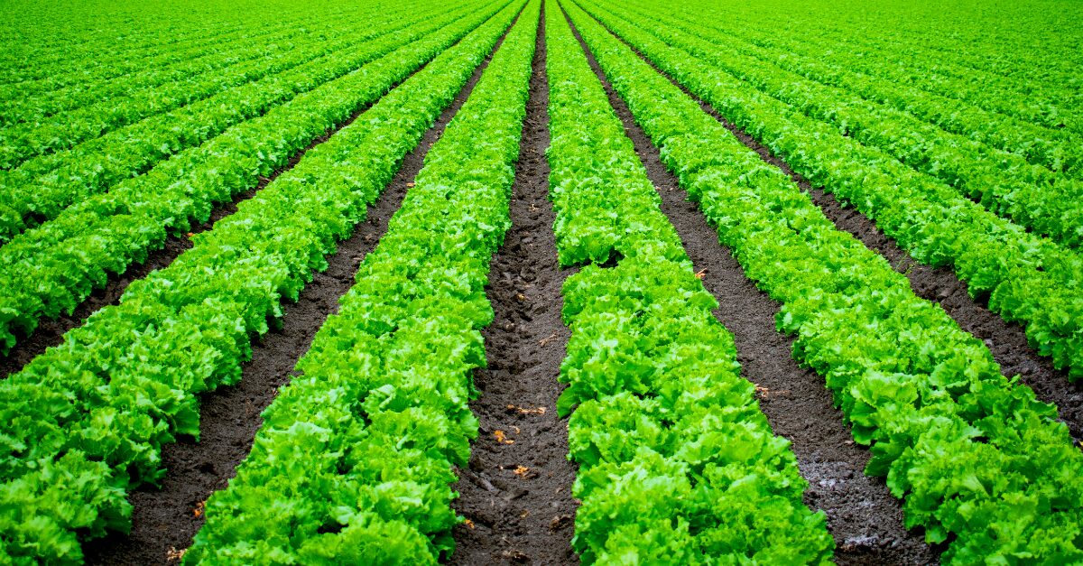 Agricultural Manufacturing